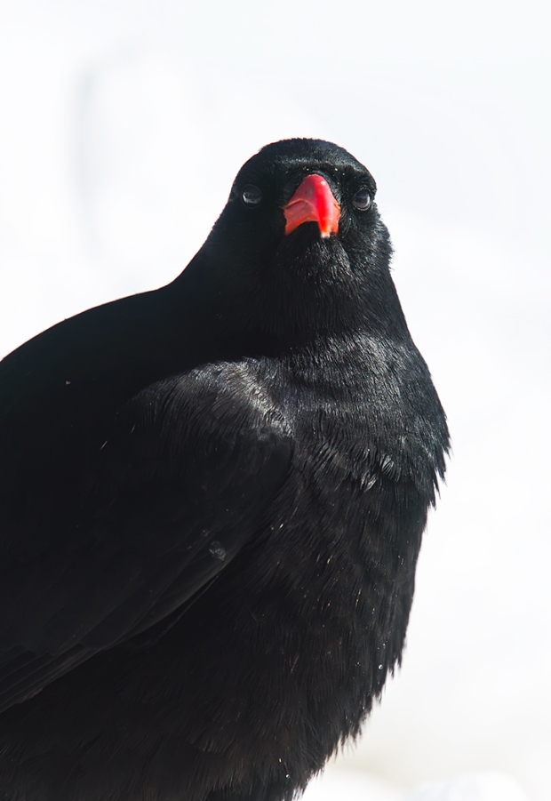 Red Billed Chough head on
